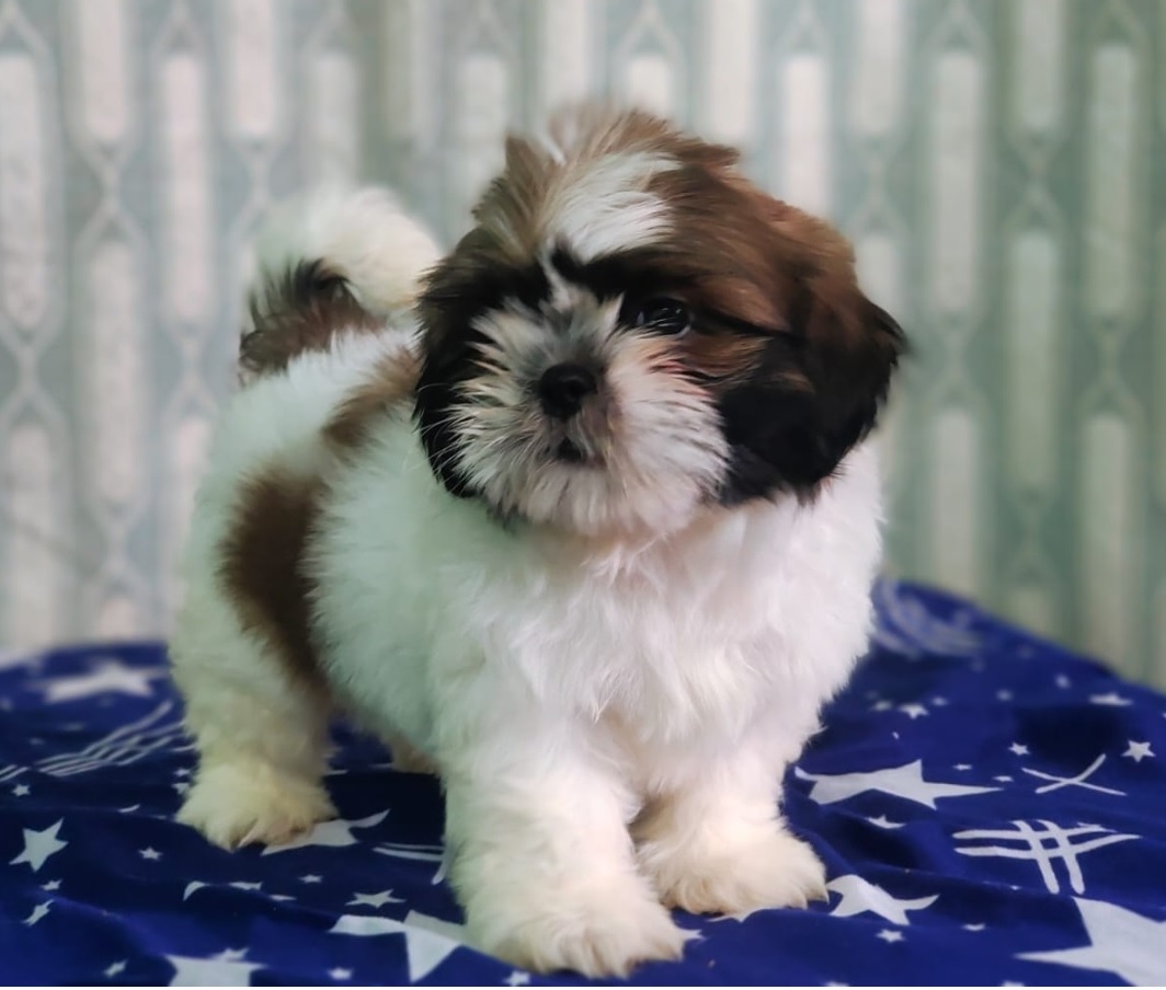 Shih Tzu
